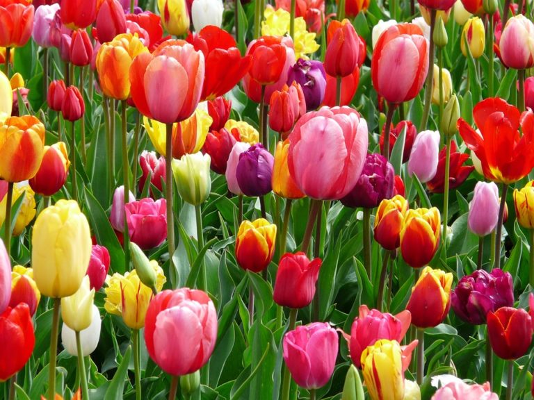 TuliPark, 4 chilometri di Tulipani a Roma
